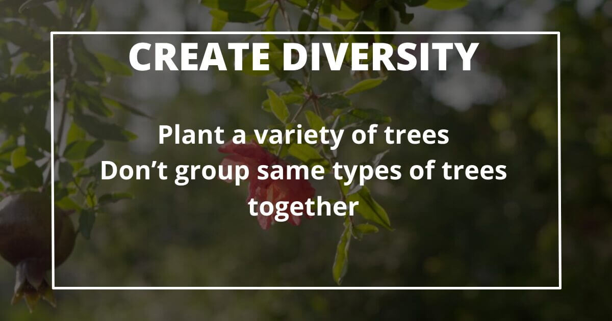 10 Practical Tips for Creating a Permaculture Food Forest