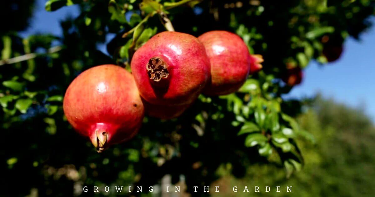 Pomegranate tree in a food forest
