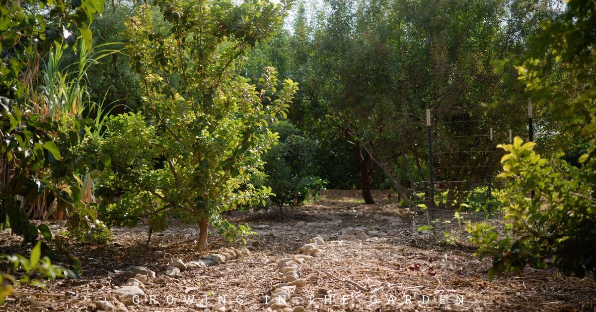 10 Practical Tips for Creating a Permaculture Food Forest