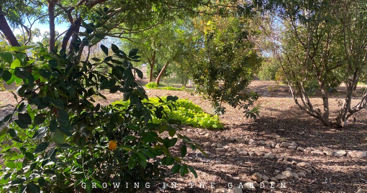 How to begin a food forest