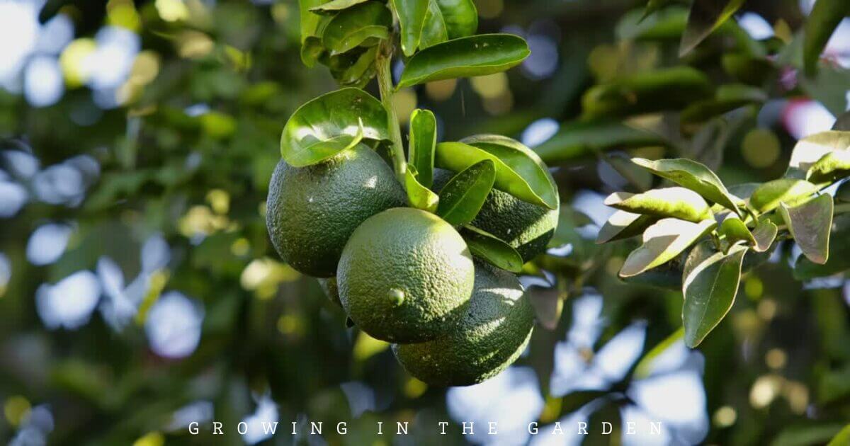 Citrus tree in a food forest