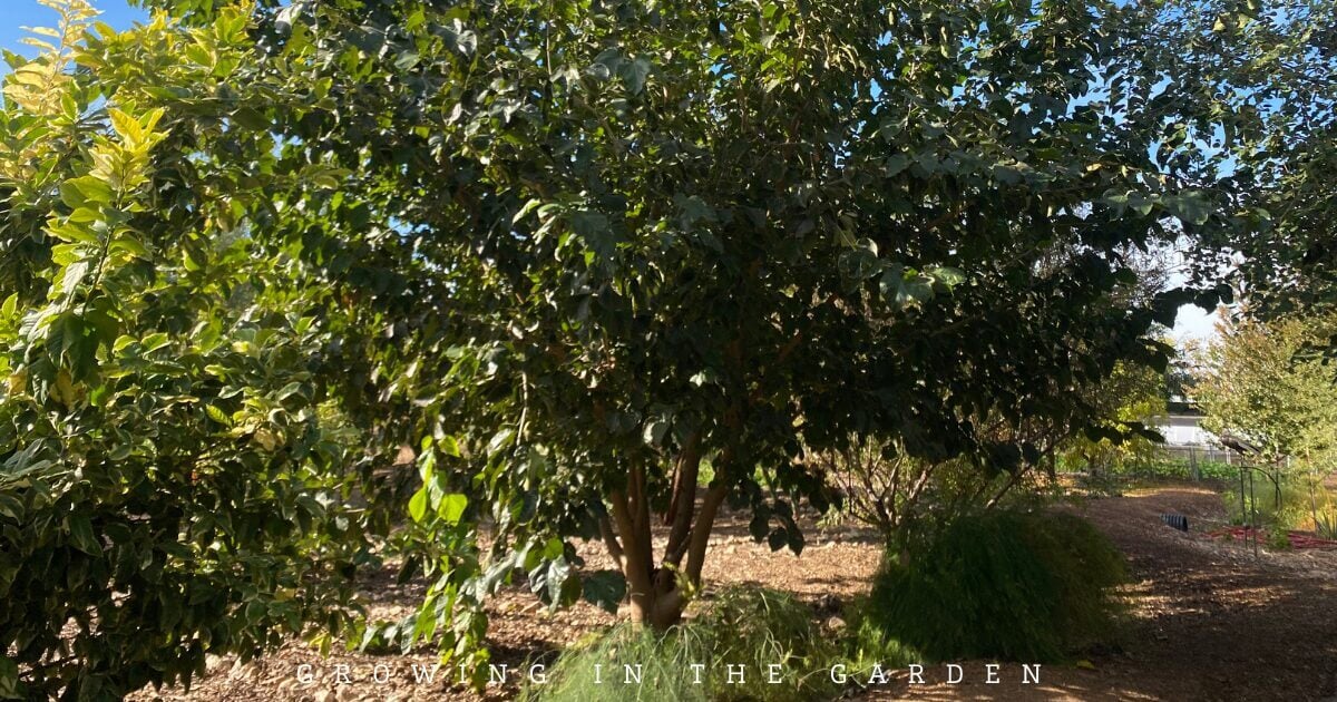 10 Practical Tips for Creating a Permaculture Food Forest