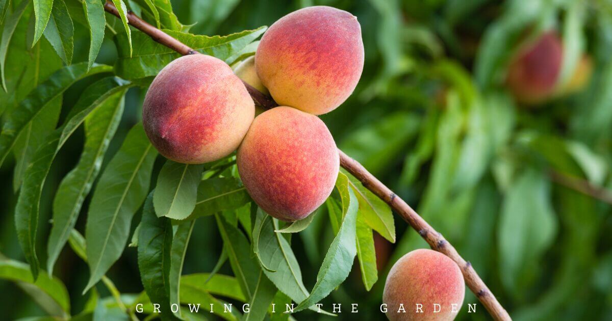 10 Practical Tips for Creating a Permaculture Food Forest