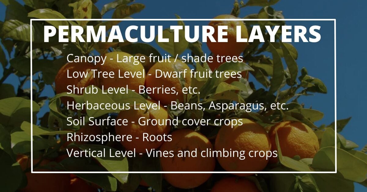 10 Practical Tips for Creating a Permaculture Food Forest