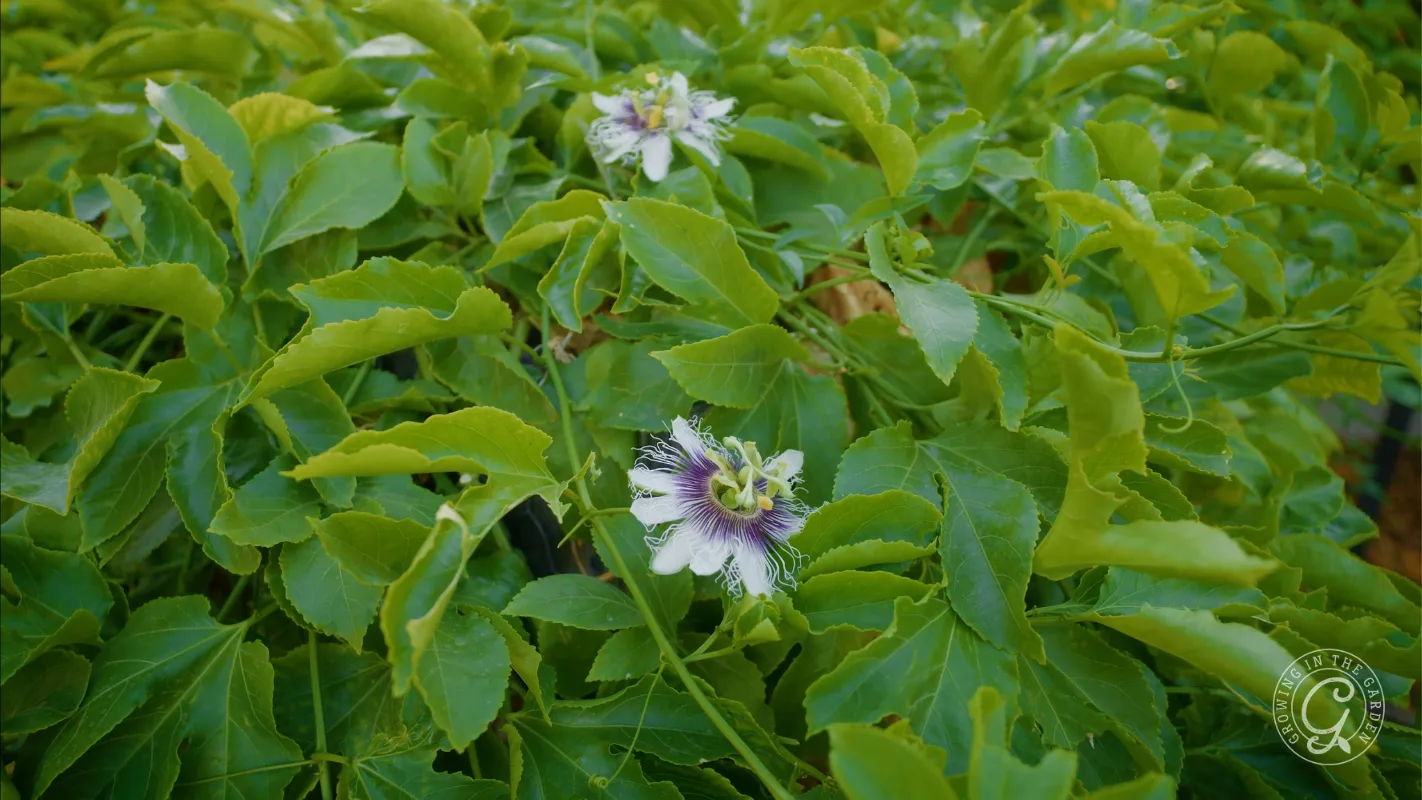 Two passion flowers with white and purple petals bloom among dense green leaves.