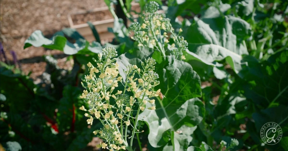 Broccoli flowers