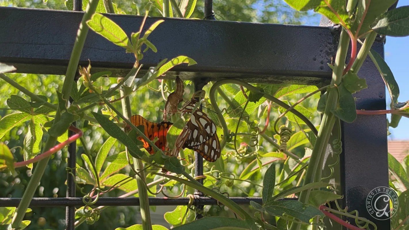 A butterfly rests on green vines growing around a black metal fence on a sunny day.