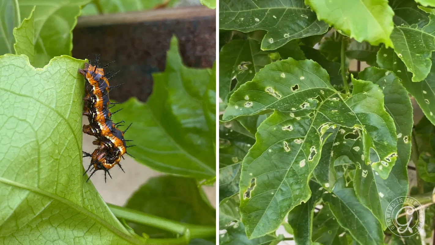 Close-up of spiky caterpillars on a leaf, next to leaves with visible holes and damage.