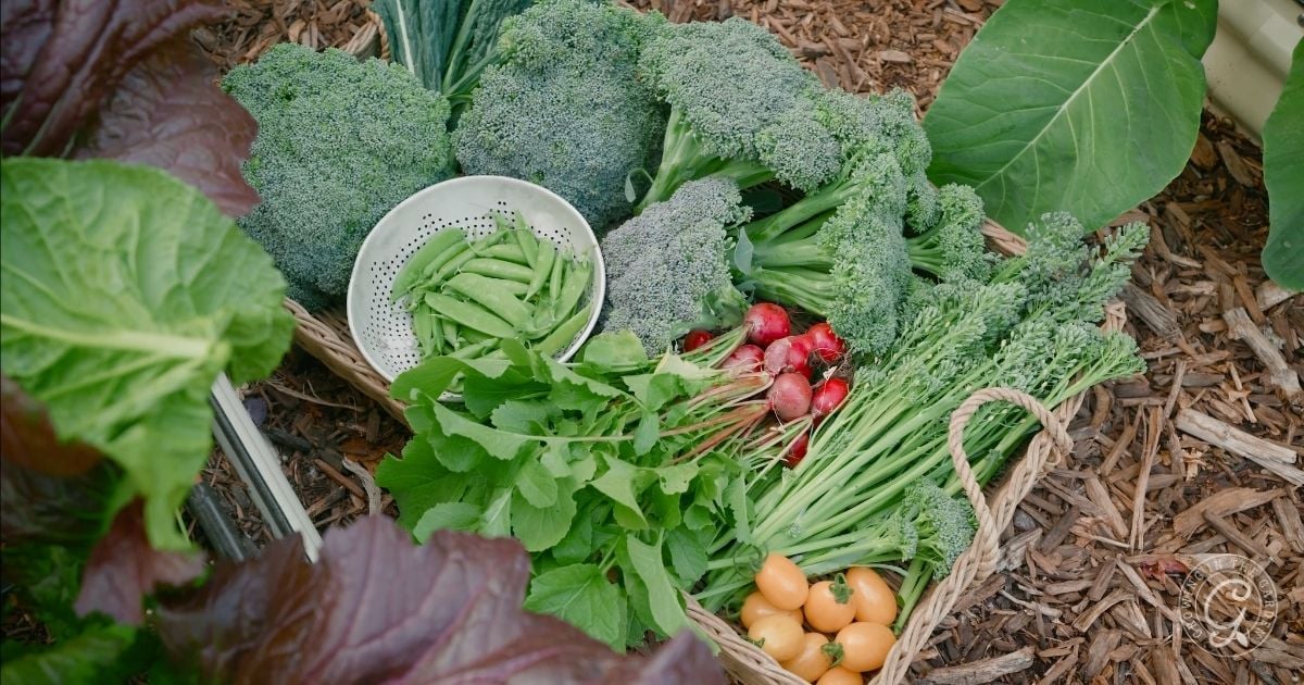Cool Season Harvests