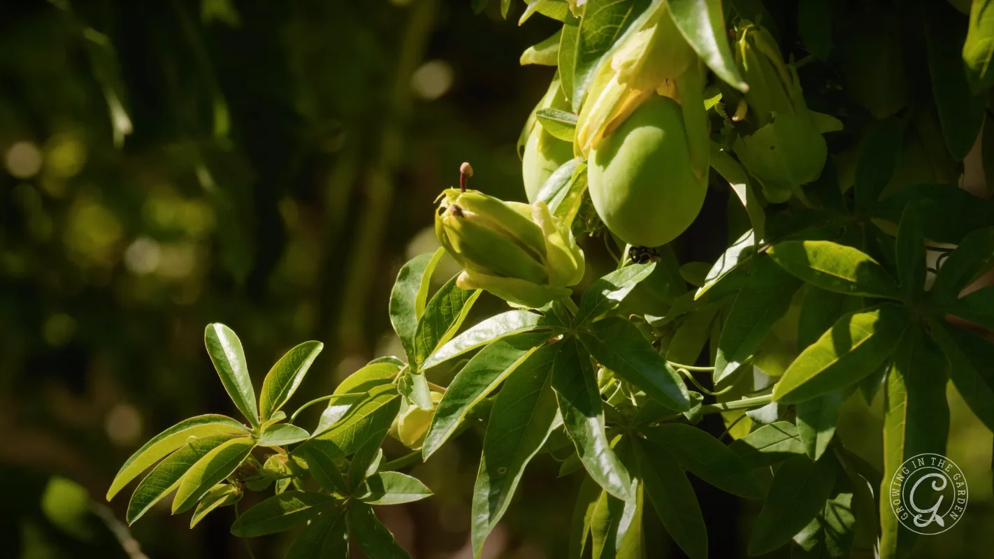 Green unripe passion fruit hanging from a vine with glossy leaves in sunlight.