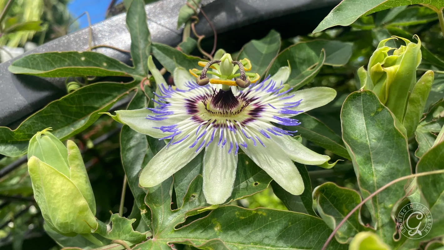 A close-up of a passion flower with white, purple, and blue petals surrounded by green leaves and buds.