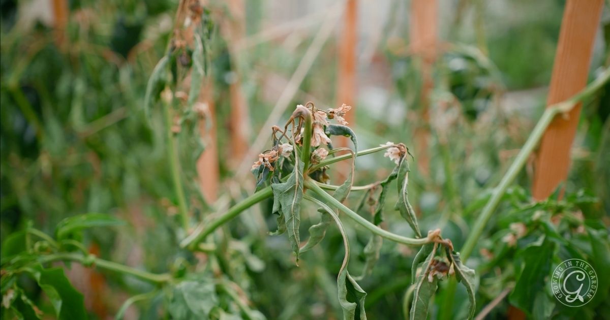 Frost damage