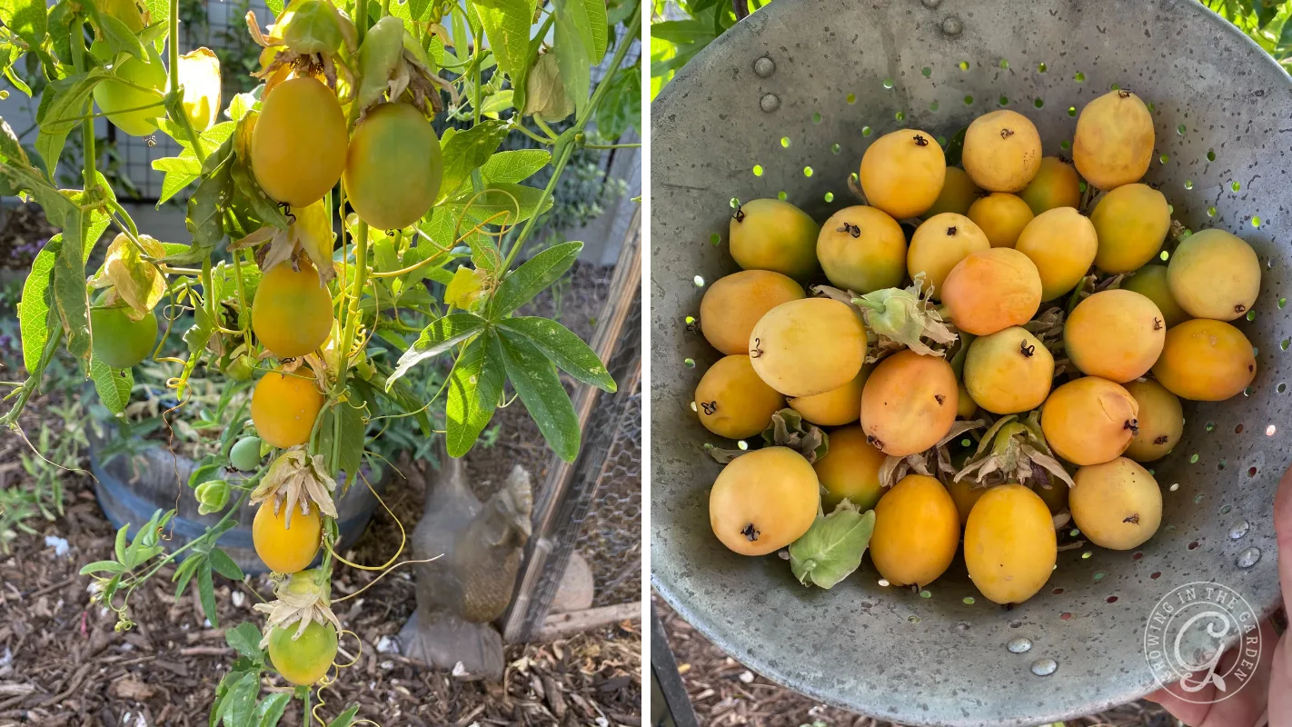 Cluster of yellow passion fruits growing on a vine and a colander filled with harvested yellow passion fruits.