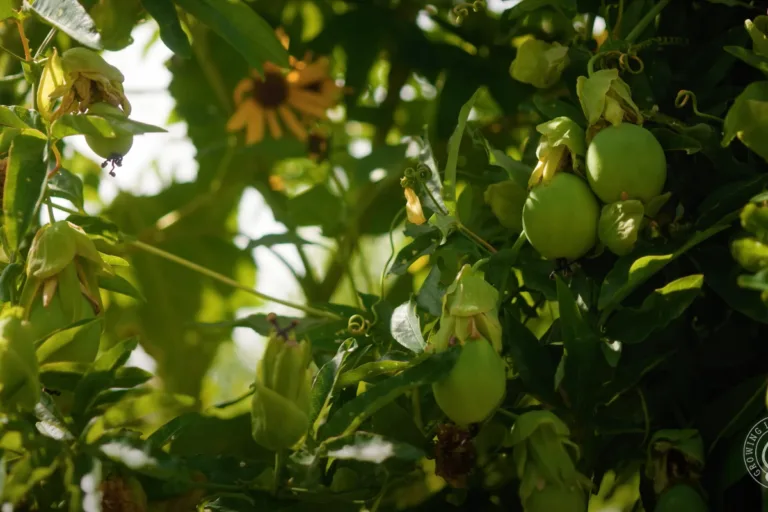 How to Grow Passion Flower Vine featured image