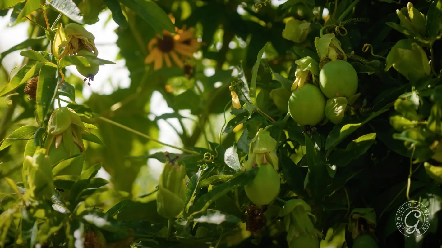Green passion fruits and leaves on a vine, with yellow flowers and sunlight filtering through the foliage.