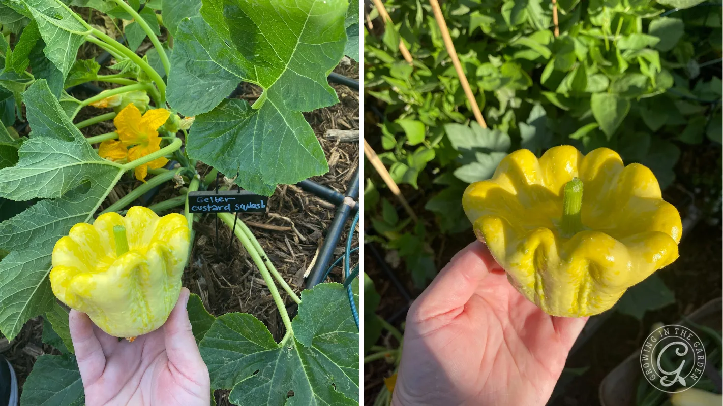 A hand holds a yellow, scalloped squash in a garden, labeled as Geltler custard squash.