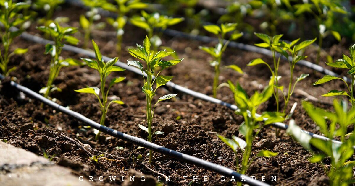 How to Make Worm Castings Tea: Zach's Recipe for a Pest-Free Garden