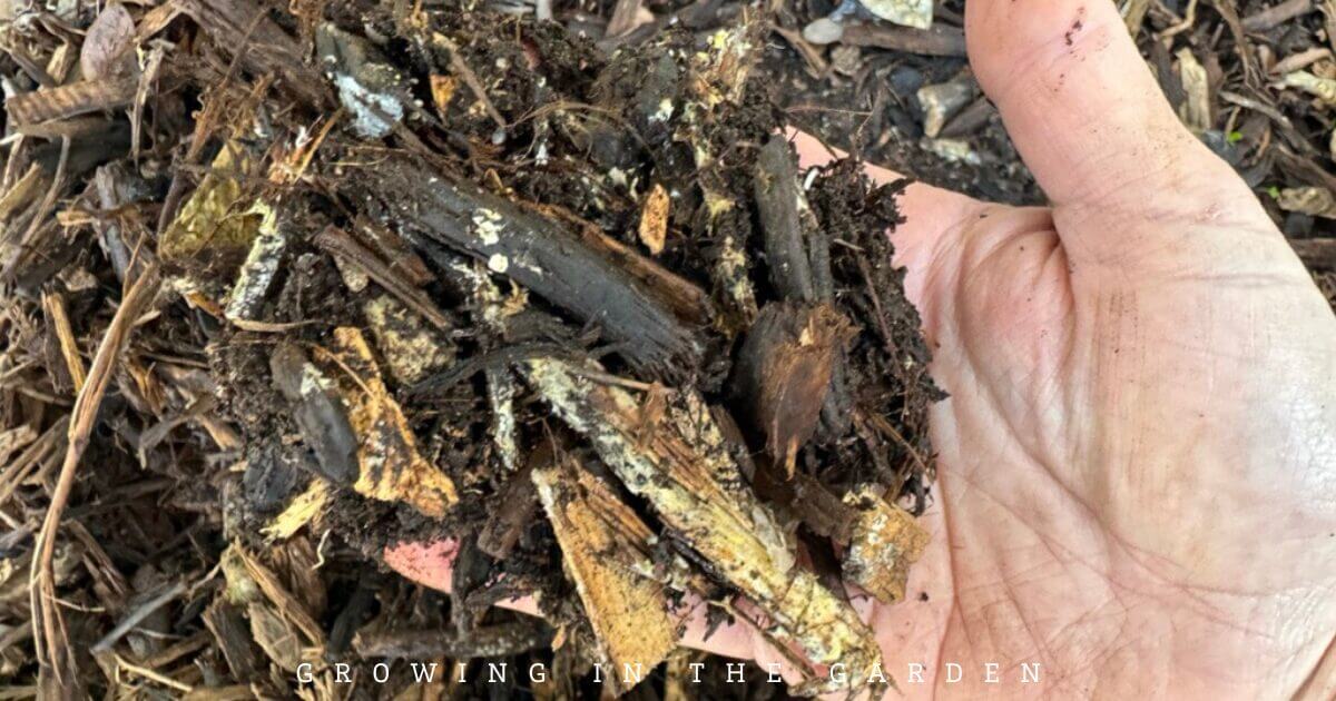 How & Why to Make Worm Castings Tea