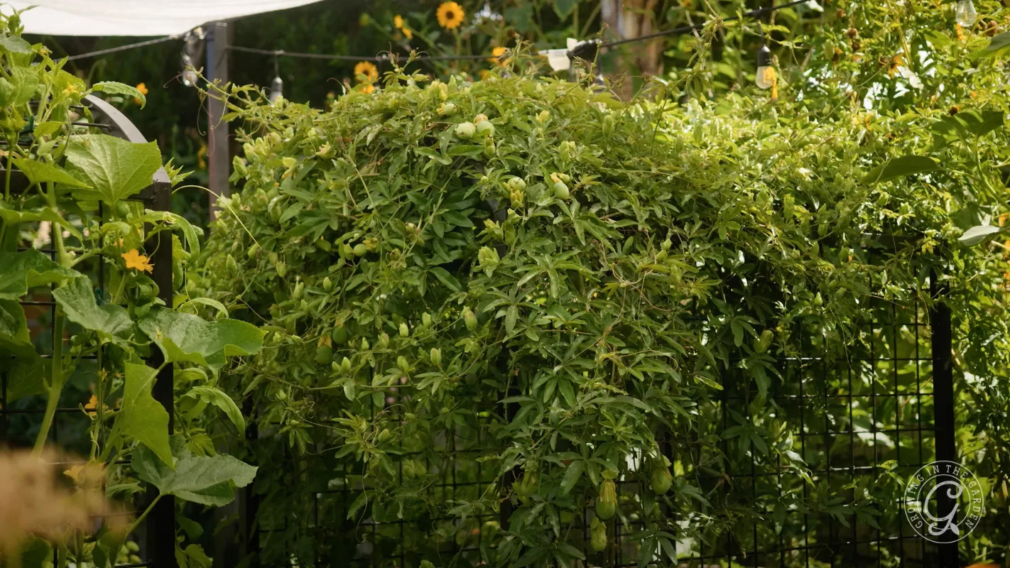 A lush green passionfruit vine grows on a metal frame in a sunlit garden with sunflowers in the background.