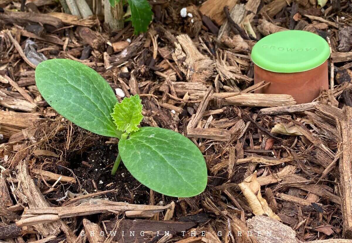 How to Grow Patty Pan Squash