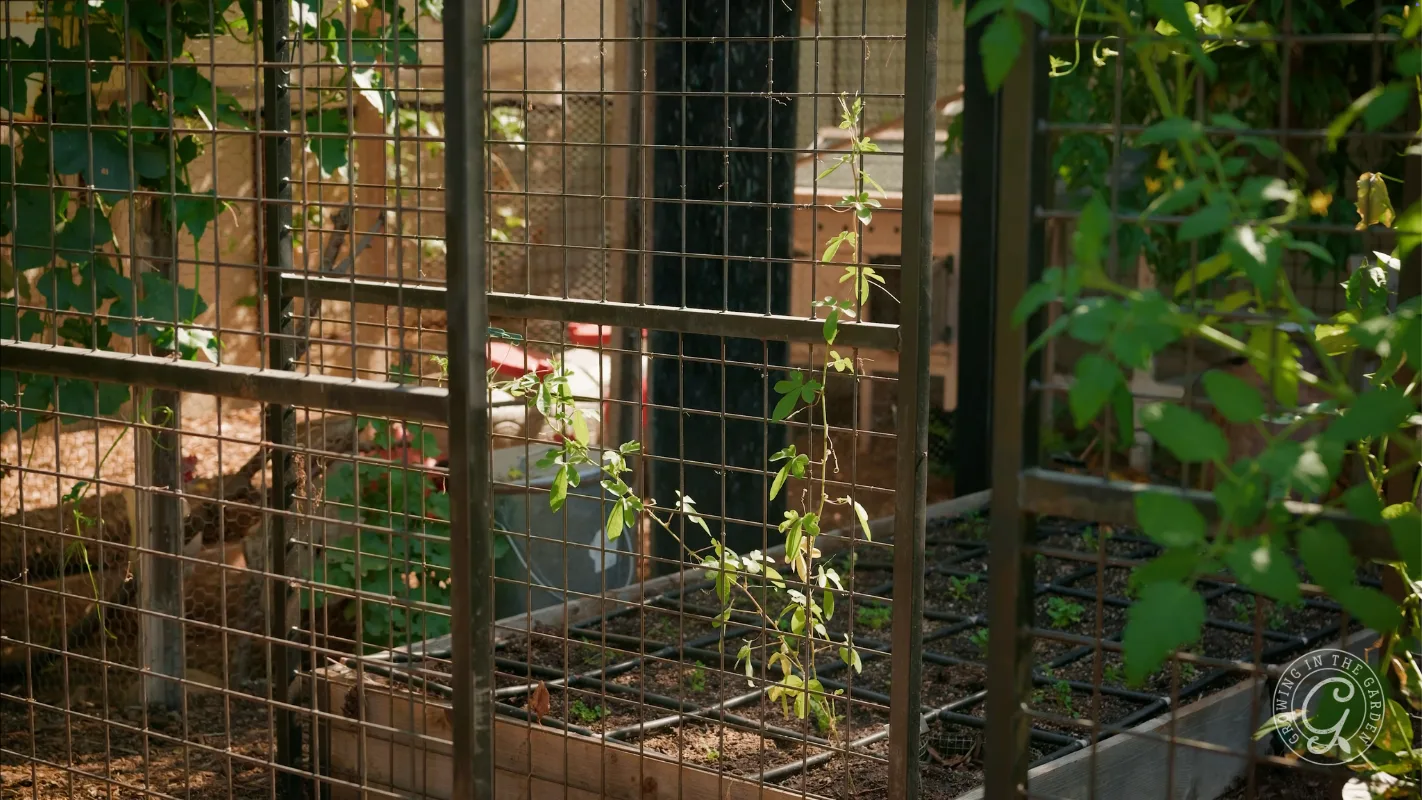 Young plants climbing a wire trellis in a garden with raised beds and green leaves in sunlight.