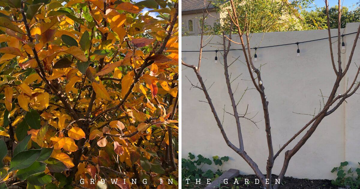 How to Plant Deciduous Fruit Trees and how to plant bare root fruit trees
