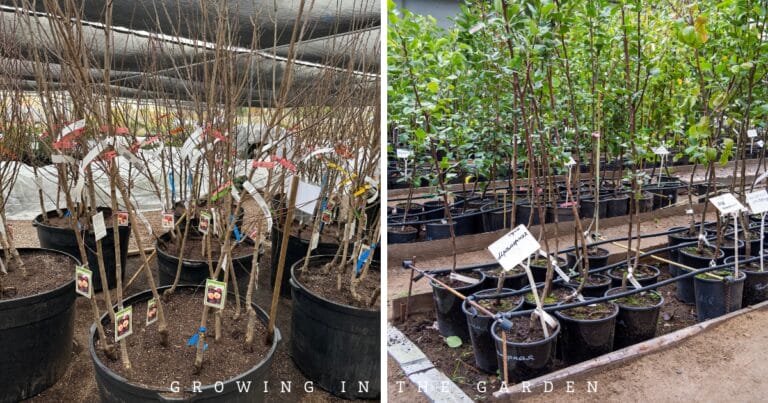 Planting Bare Root & Container Fruit Trees: A Step-by-Step Guide ...