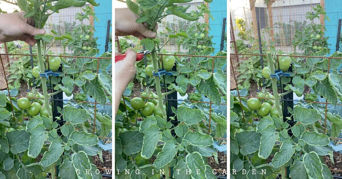 How to Ripen Tomatoes When It&rsquo;s Too Cold (or Hot) Outside
