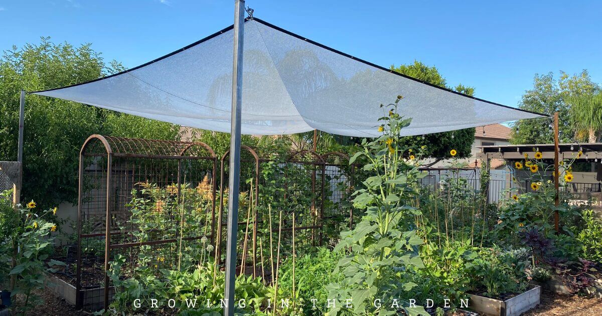 How to Ripen Tomatoes When It&rsquo;s Too Cold (or Hot) Outside