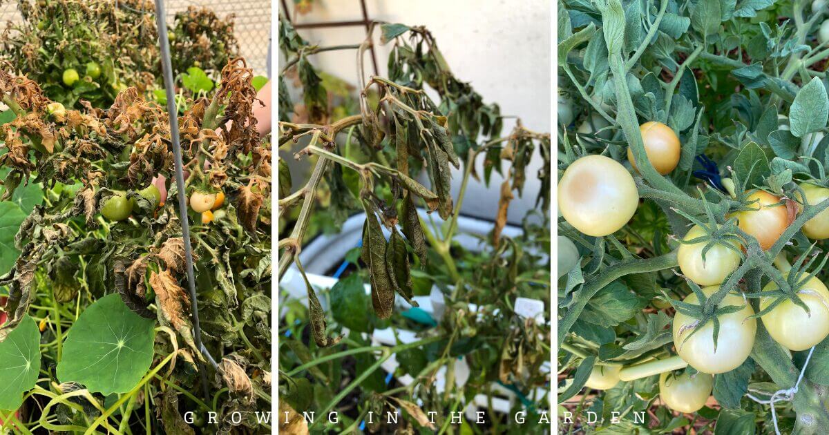 How to Ripen Tomatoes When It&rsquo;s Too Cold (or Hot) Outside