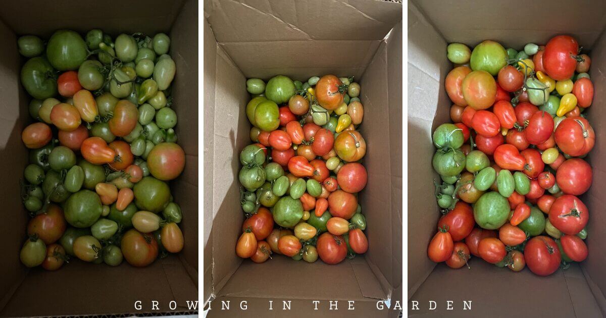 How to Ripen Tomatoes When It&rsquo;s Too Cold (or Hot) Outside