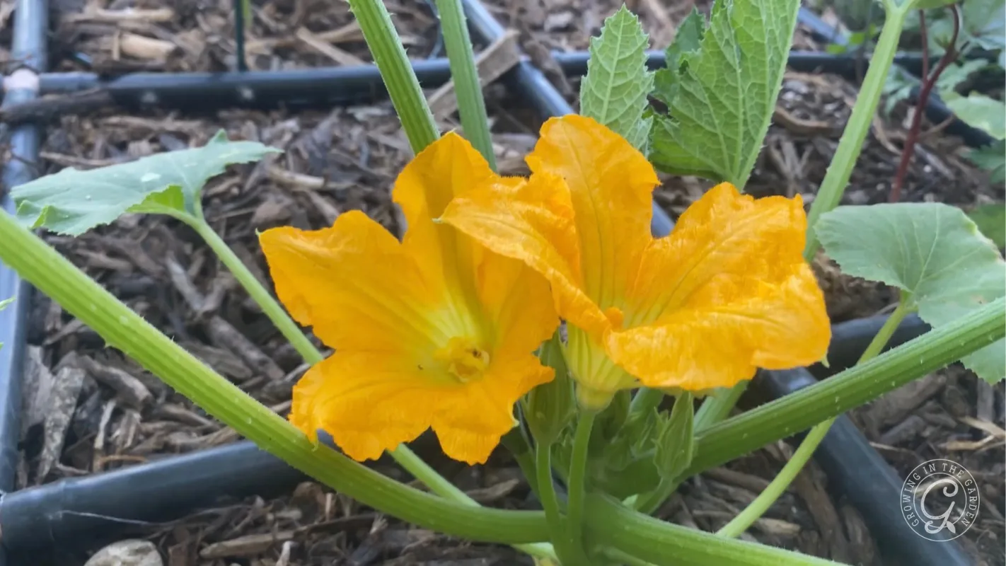 Bright yellow squash blossoms growing on a plant with green leaves, surrounded by soil and irrigation tubing.