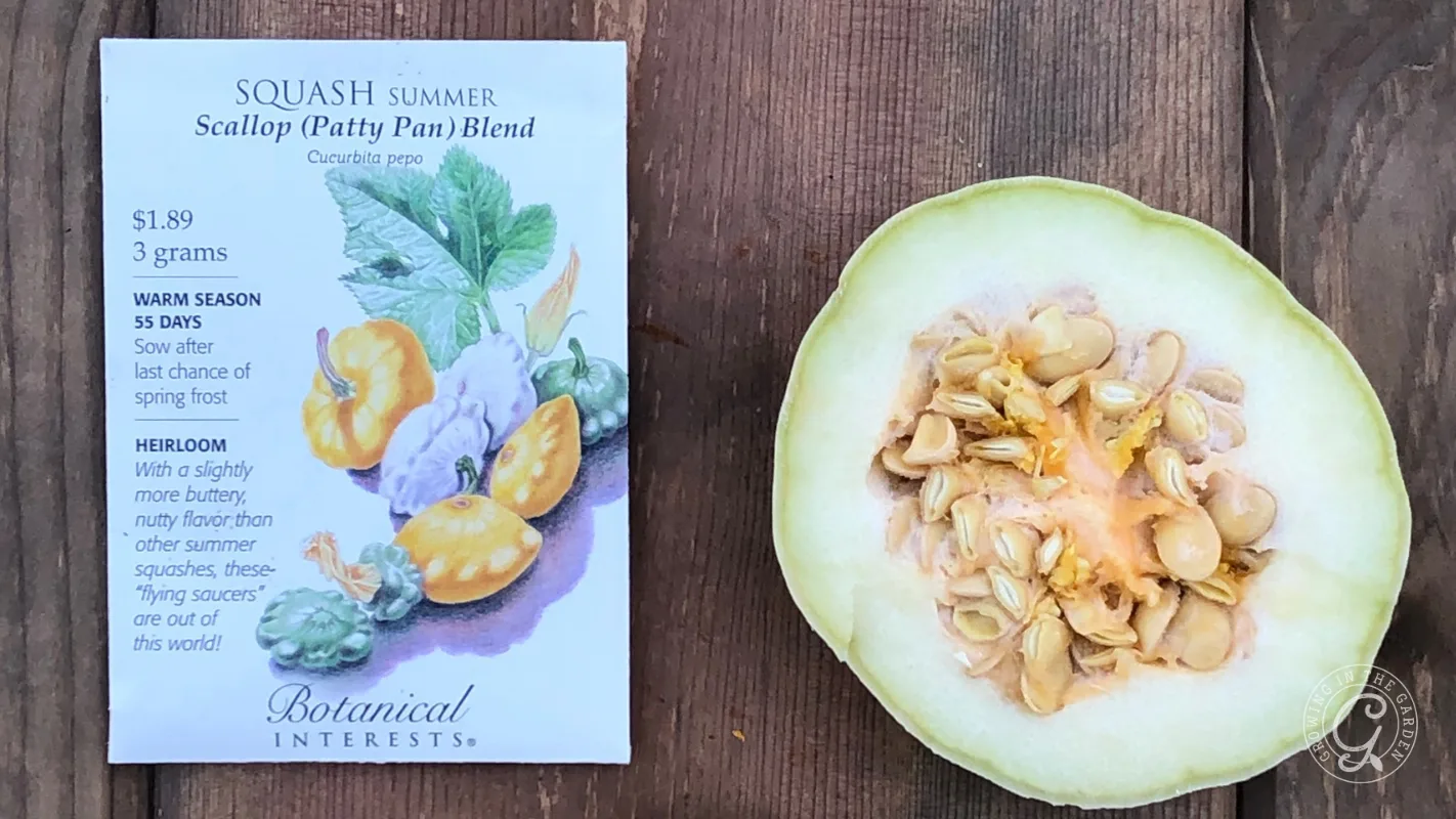 A packet of scallop summer squash seeds beside a halved squash showing seeds on a wooden surface.