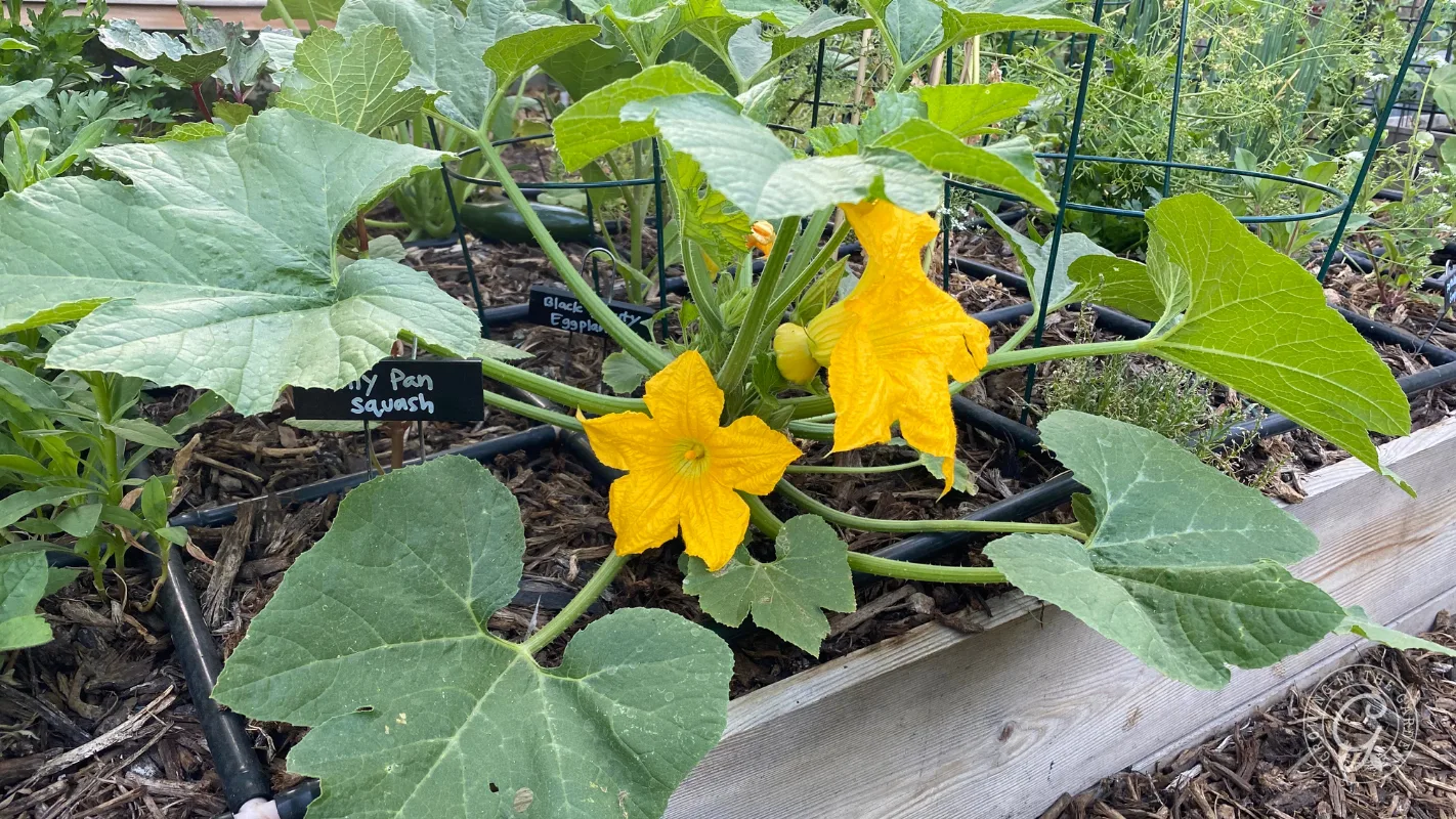 Yellow squash flowers and large green leaves growing in a raised garden bed with a small plant label.