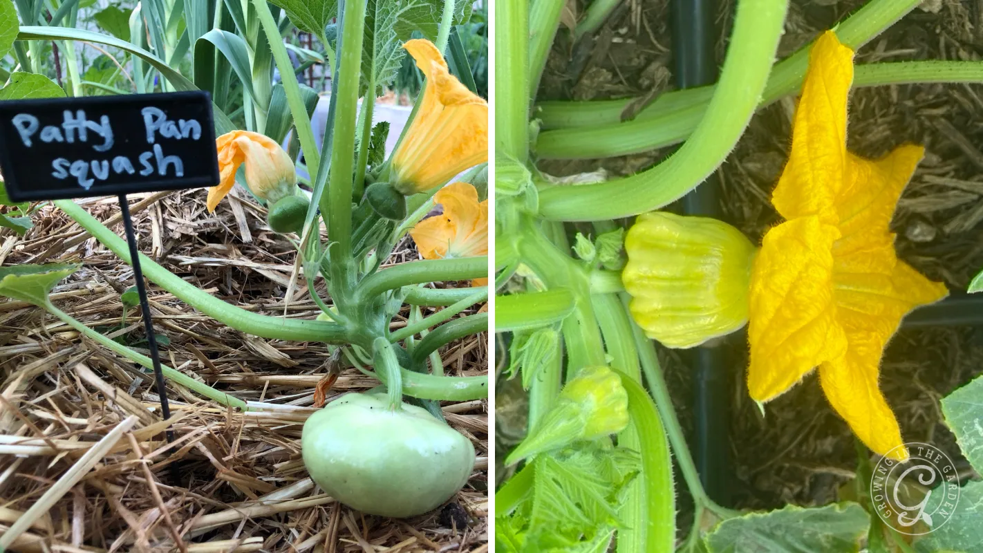Patty pan squash plants growing in a garden, with yellow flowers and a small green squash visible.