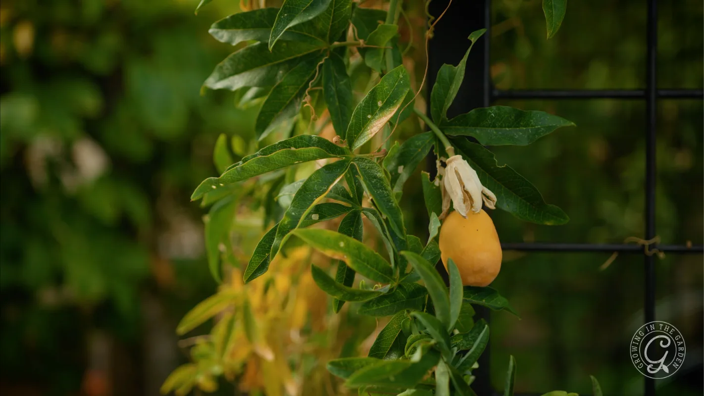 A yellow passion fruit hangs from a leafy vine, with a blurred green background.