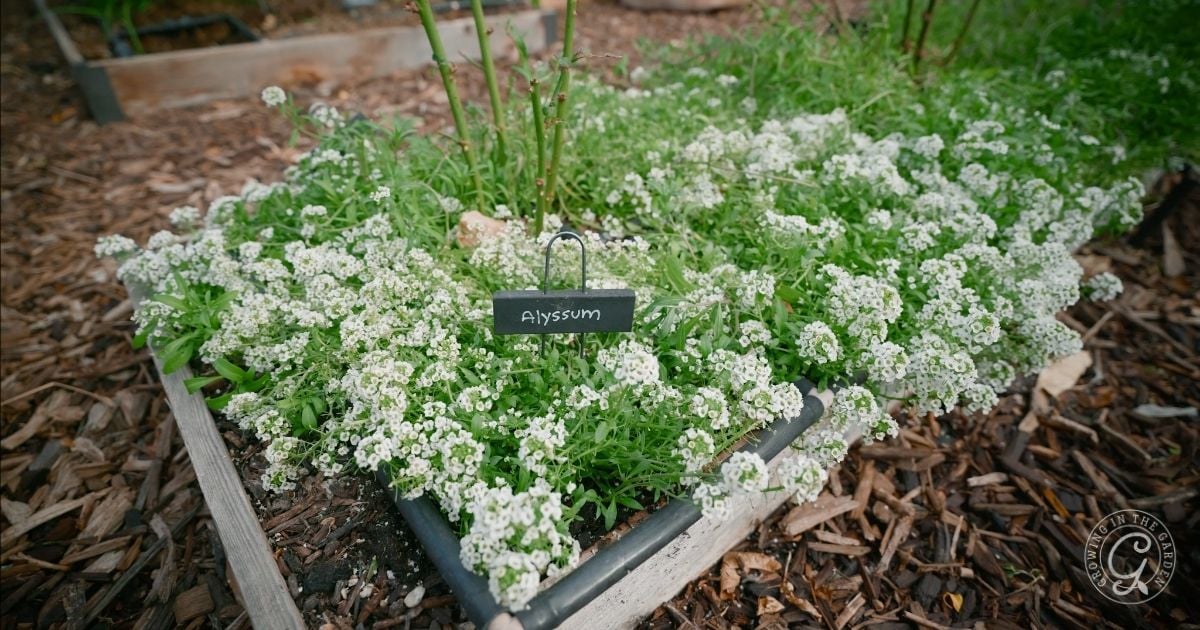 Close-up of blooming white alyssum flowers growing in a raised garden bed with a labeled sign in the Arizona Garden in February.
