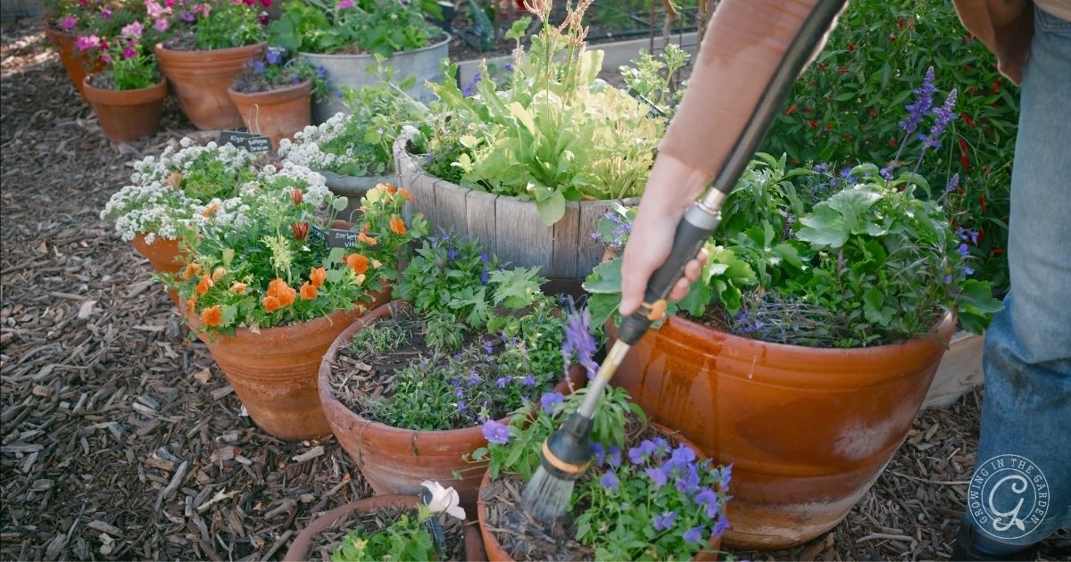 Low desert of Arizona garden in February (3)