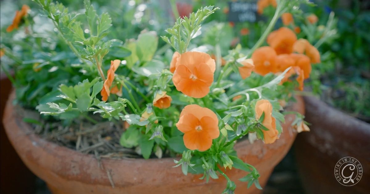 Low desert of Arizona garden in February (4)