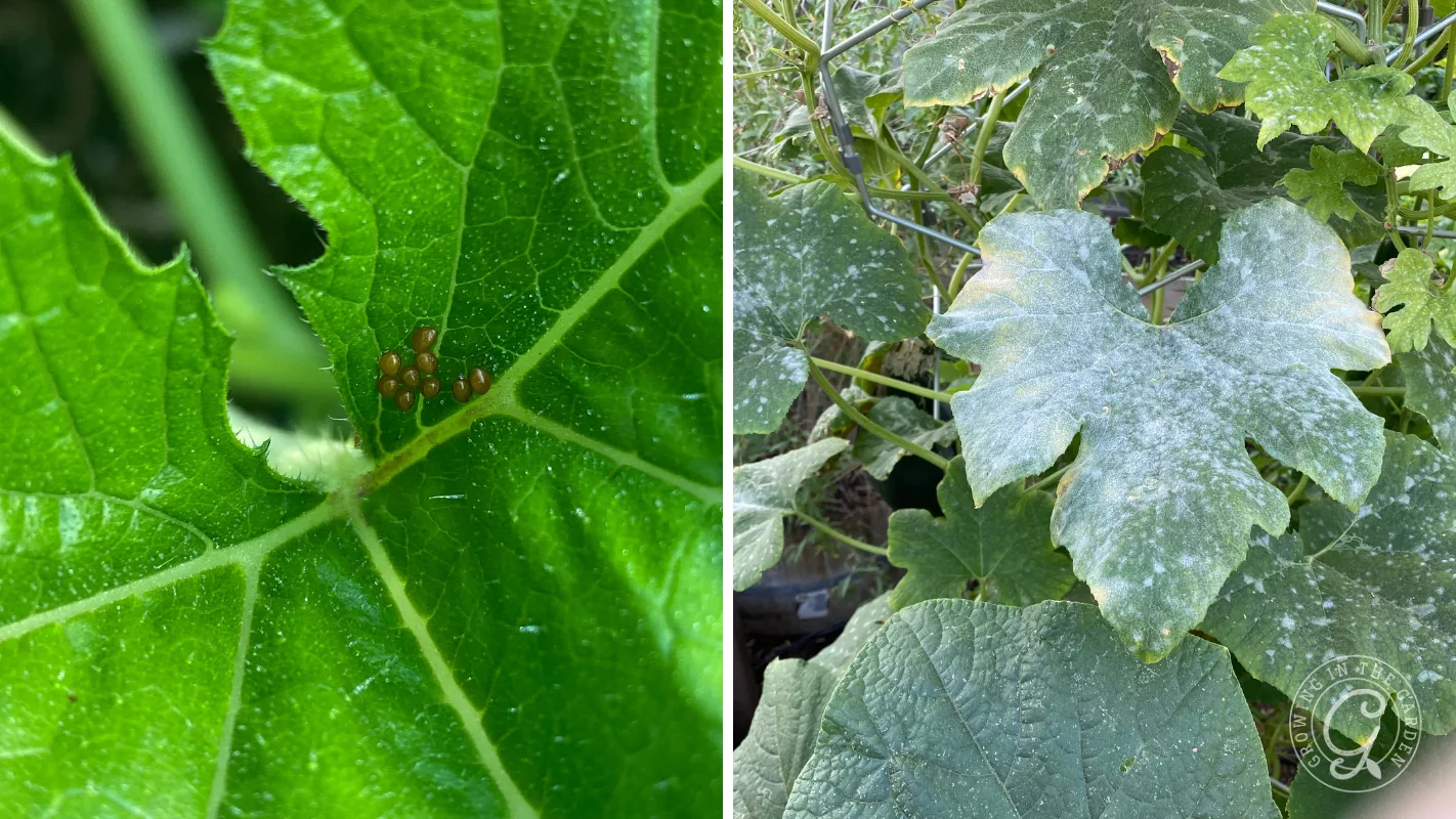 Close-up of insect eggs on a green leaf, and another leaf covered with a white powdery substance.