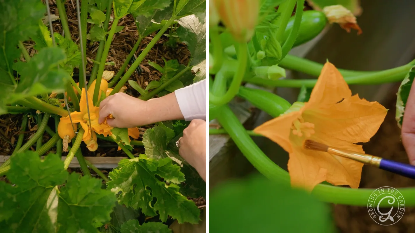 Two images showing hand-pollinating squash flowers with a brush among green leaves in a garden.