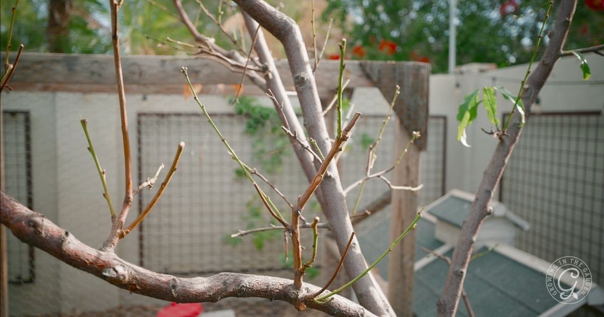 Pruning Fruit trees