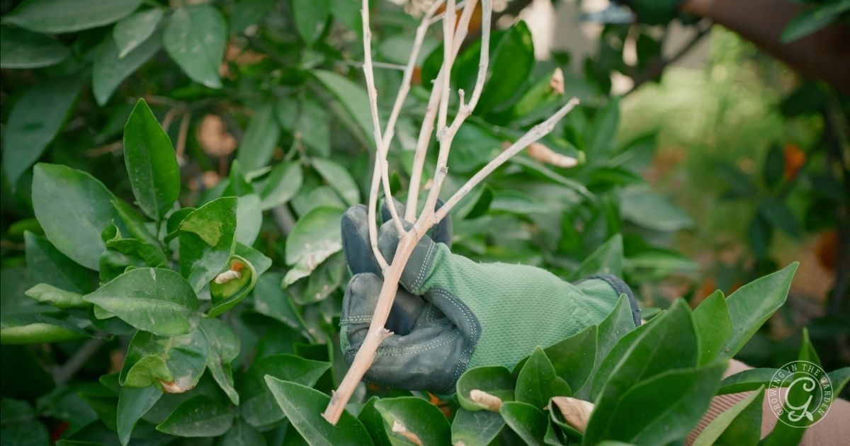 Pruning citrus