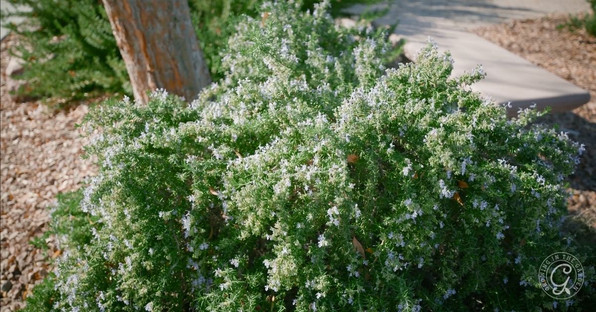 Rosemary Blooming