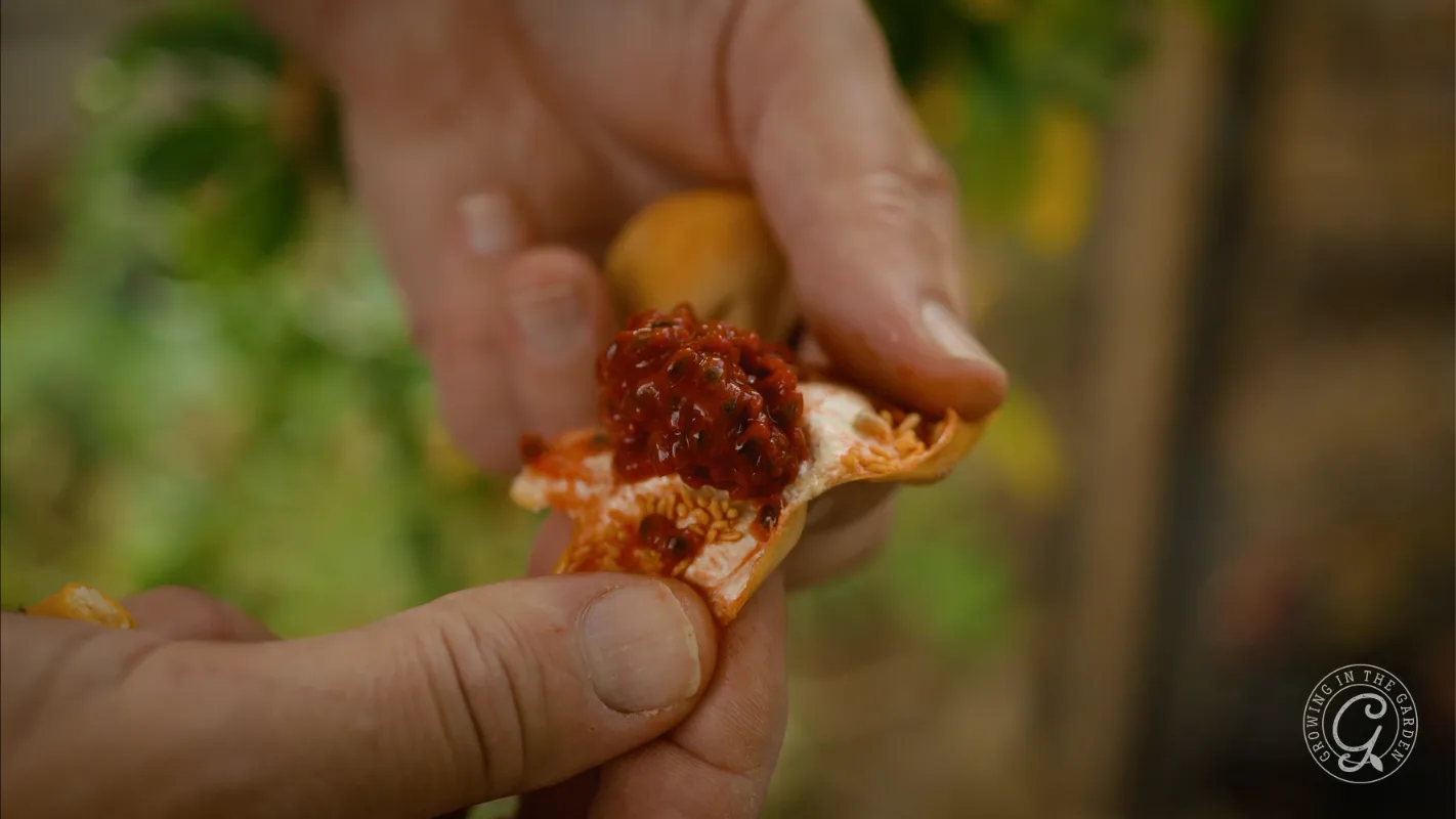 A person holds an opened hot pepper, showing its red seeds and inner flesh close up.