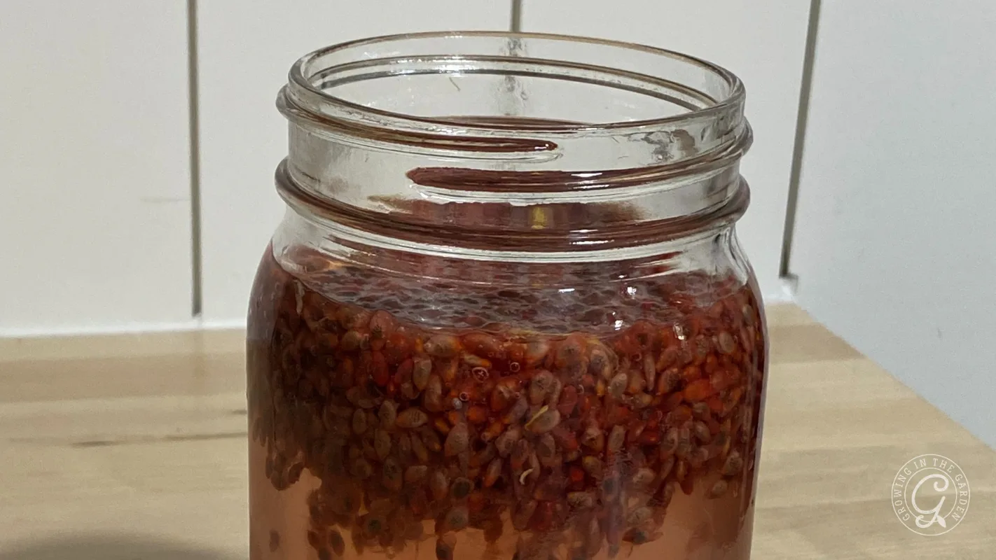 A glass jar filled with reddish seeds soaking in water on a wooden surface.
