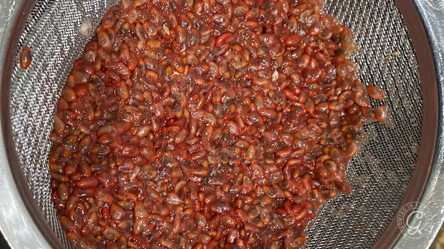 Close-up of red grape seeds and pulp collected in a fine-mesh strainer.