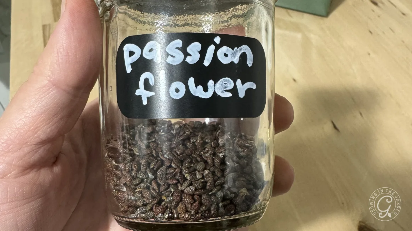A hand holds a glass jar labeled passion flower filled with small, dark seeds.