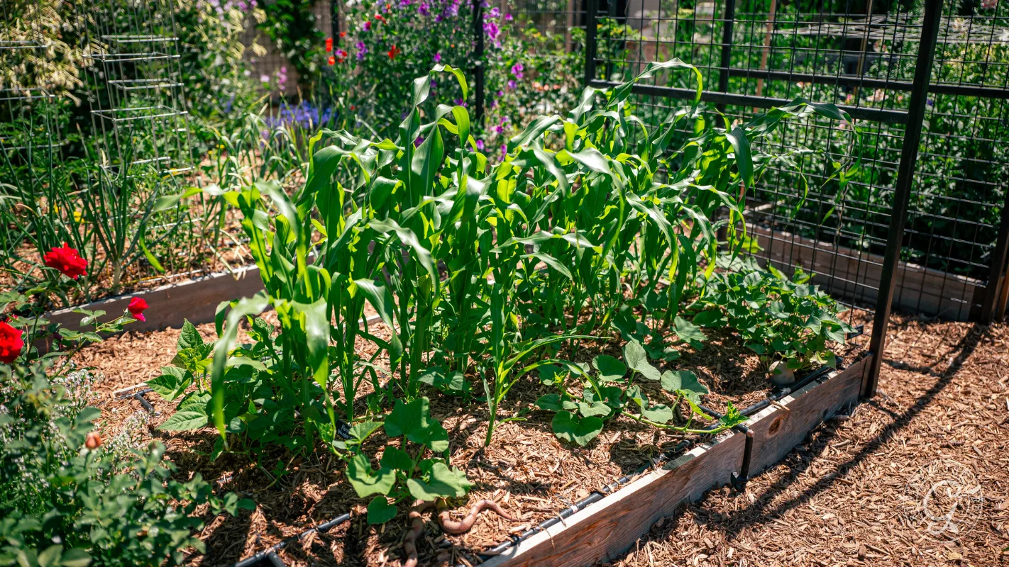 Raised garden bed with green corn plants and other vegetables growing, surrounded by mulch and metal fencing.