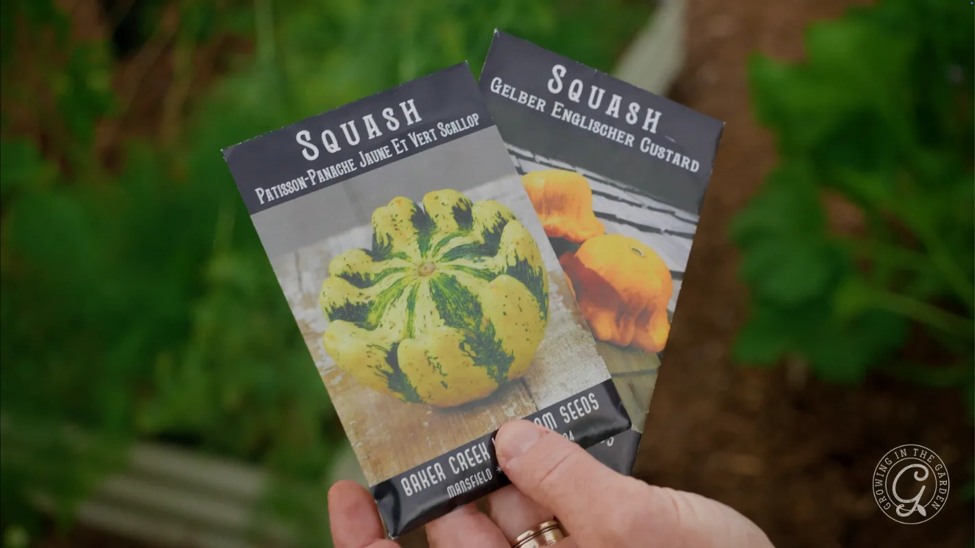 A hand holds two squash seed packets with colorful images of squash on each packet.